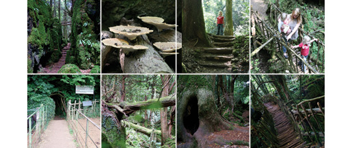 Explore the secrets of the enchanted Puzzle Wood