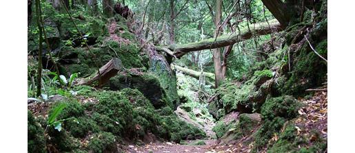 Mysterious Puzzle Wood in the heart of the Royal Forest of Dean.