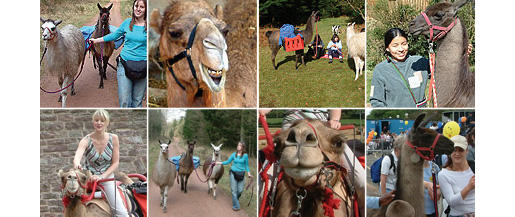 Enjoy a trek in the Royal Forest of Dean with SevernWye Llama Trekking