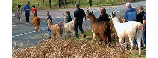 Go llama trekking in the Royal Forest of Dean