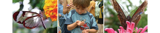 Explore the elegance of these beautiful insects at the Wye Valley Butterfly Zoo