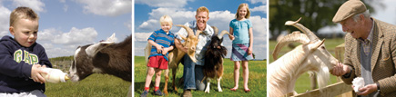 Interactive fun with the farm animals at the Cotswold Farm Park.