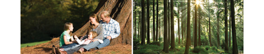 Take time to relax in the tranquil surrounds at Whitemead Forest Park