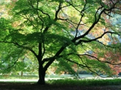 Westonbirt by Vicki Davies