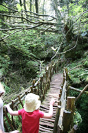 Explore Puzzlewood