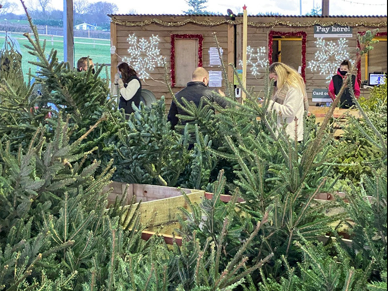 Over Farm Christmas Trees & Wreaths