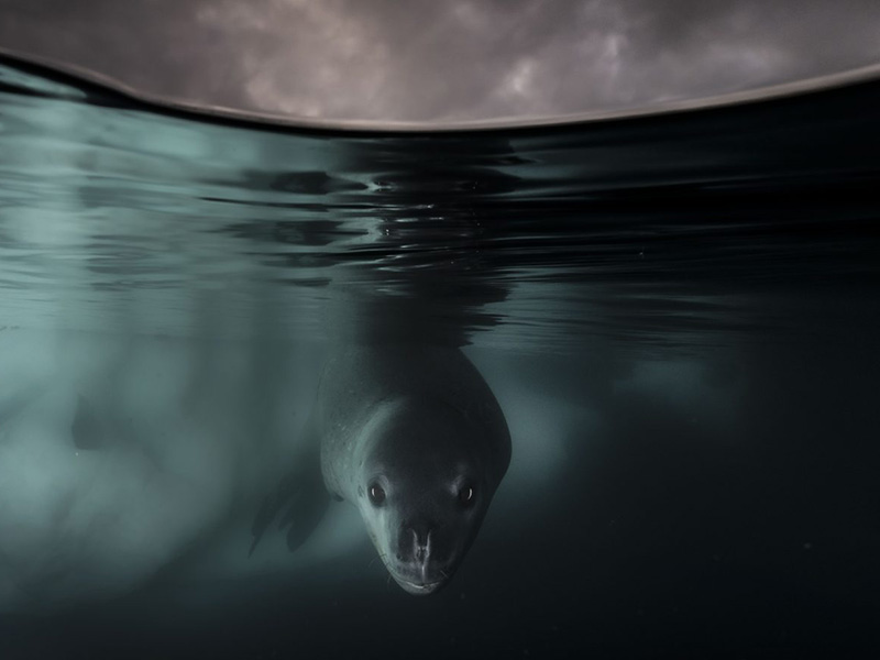 The Wildlife Photographer Of The Year Exhibition