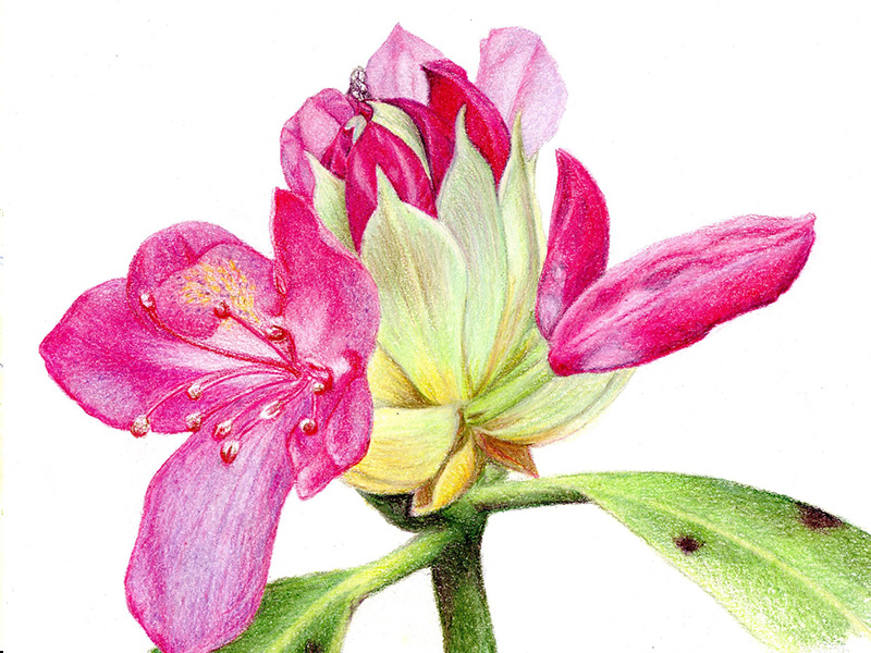 Arts and Crafts Workshops at Nature in Art