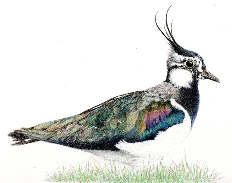 Arts and Crafts Workshops at Nature in Art