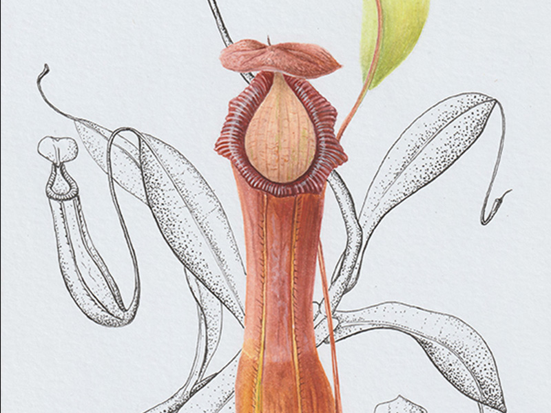 Arts and Crafts Workshops at Nature in Art