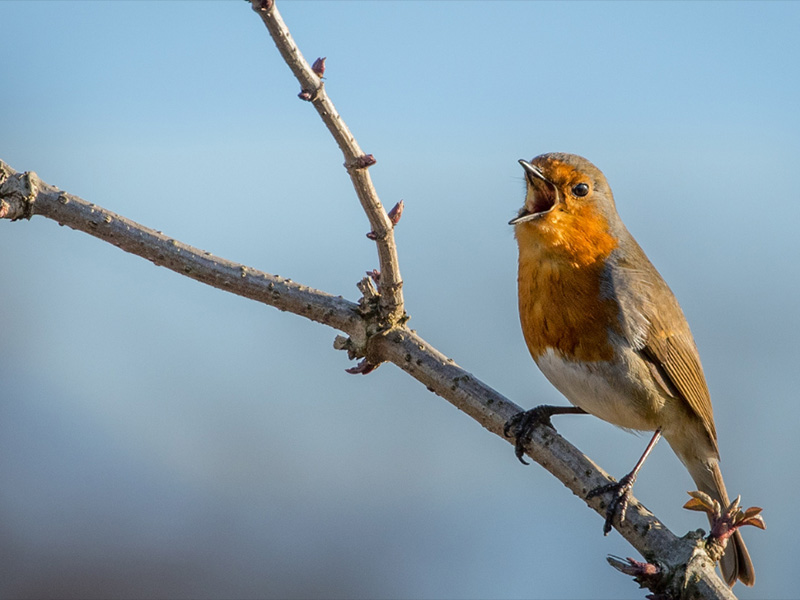 Dawn Chorus Guided Walk at Batsford Arboretum