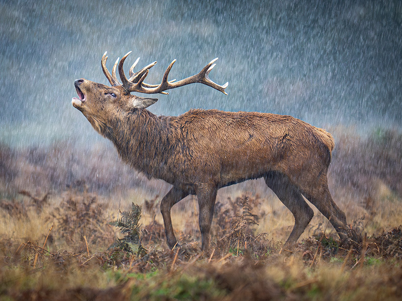 Exhibitions at Nature in Art