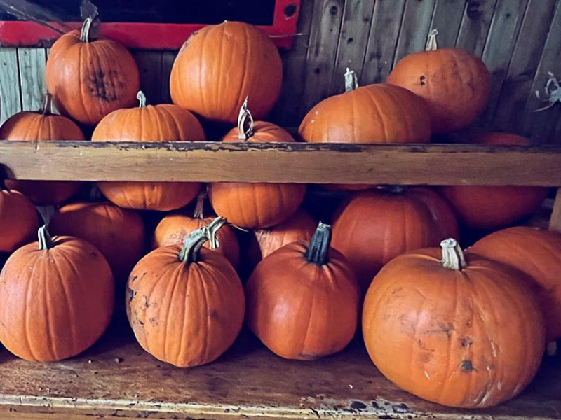 Halloween at The Dean Heritage Centre