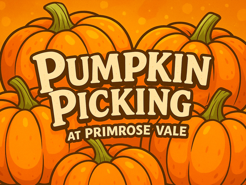 Pumpkin Picking at Primrose Vale