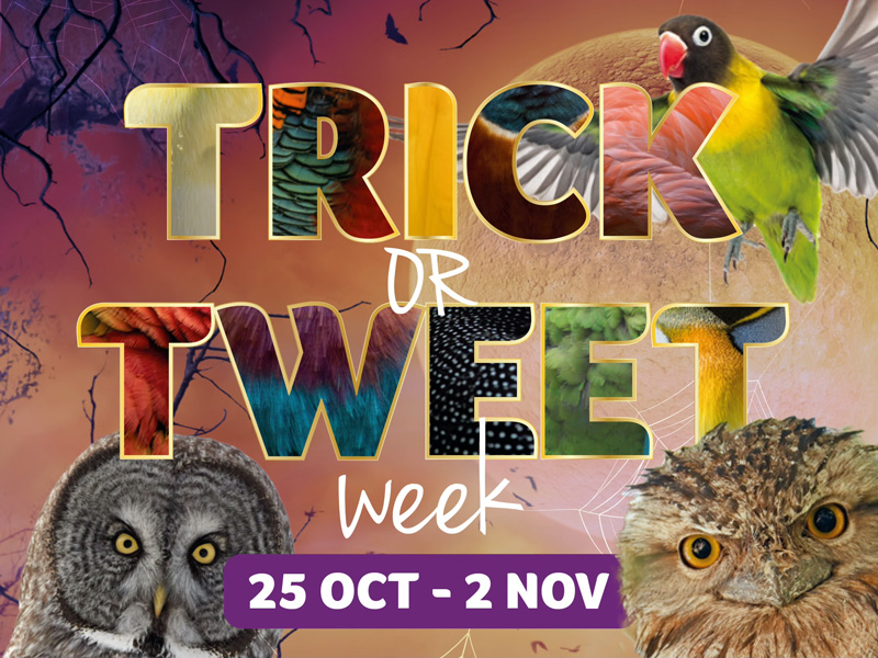 Trick or Treet Week at Birdland and Jurassic Journey