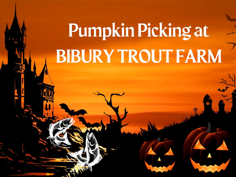 Pumpkin Picking at Bibury Trout Farm