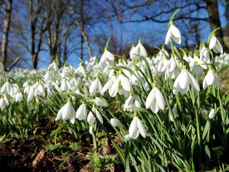 Snowdrops at Painswick Rococo Garden