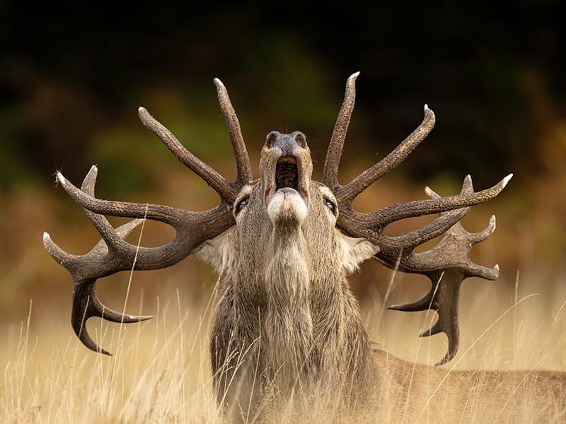 Wildlife Photographer of the Year Exhibition