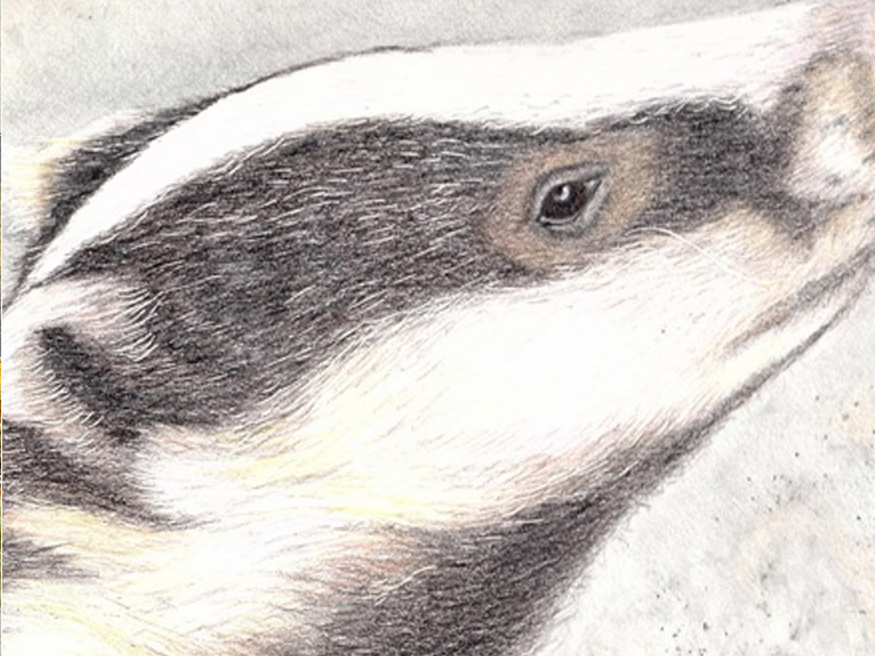 Arts and Crafts Workshops at Nature in Art