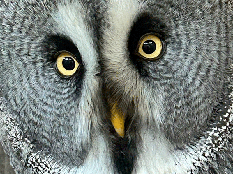 INSIDE Owl Experiences at Cotswold Falconry Centre