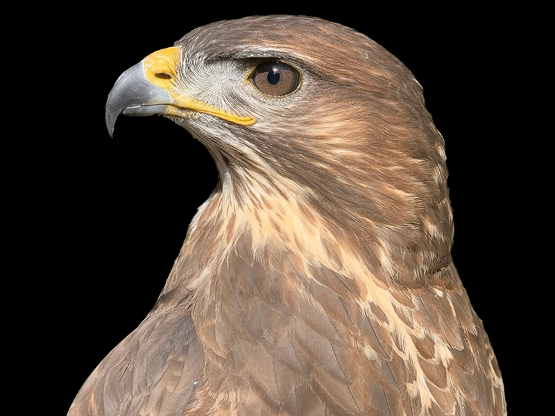 INSIDE Raptors Experiences at Cotswold Falconry Centre