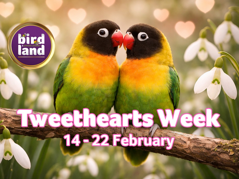 February Half Term at Birdland
