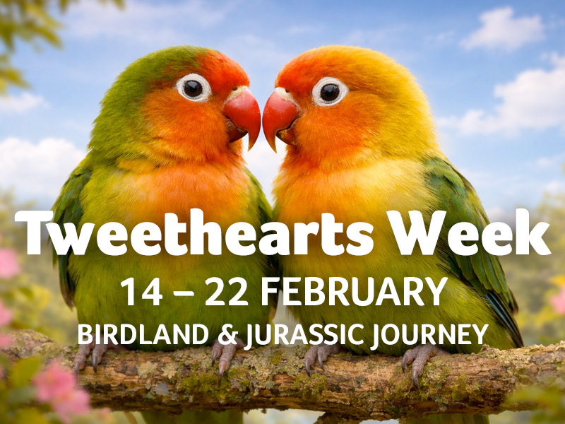 February Half Term at Birdland
