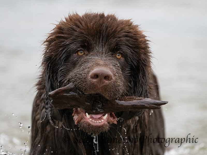 Dog Swim at Cotswold Country Park & Beach