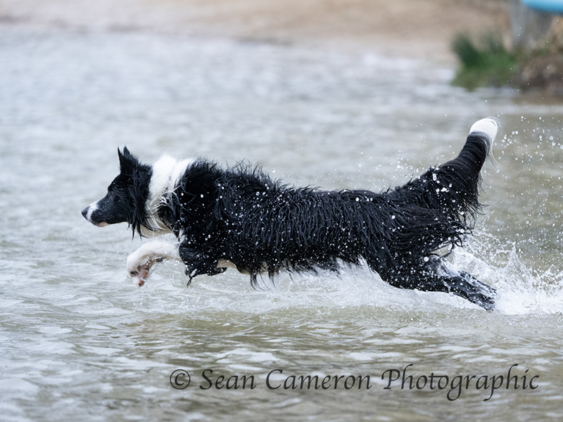 Dog Swim at Cotswold Country Park & Beach