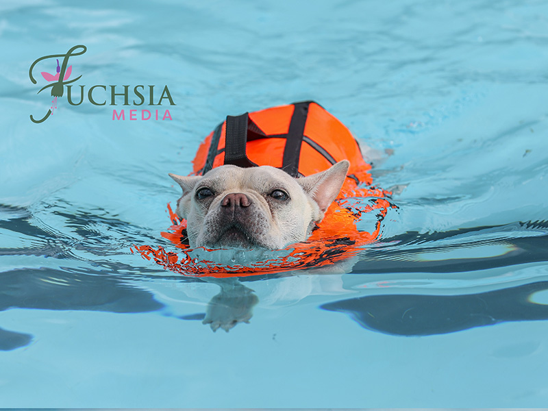 Dog Swim at Cheltenham Lido