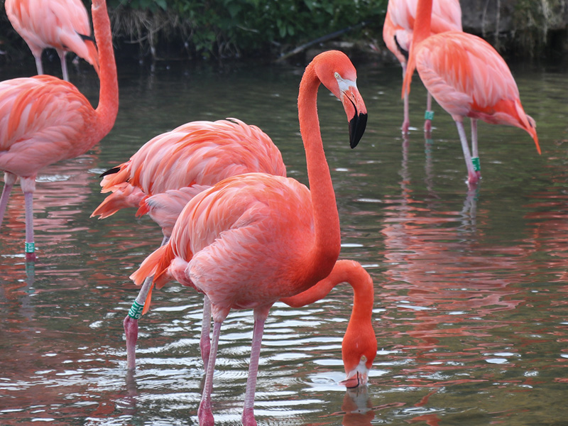 International Flamingo Day at Birdland & Jurassic Journey