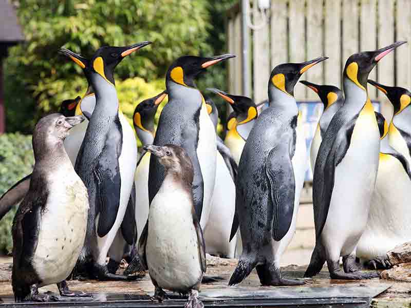World Penguin Day at Birdland & Jurassic Journey