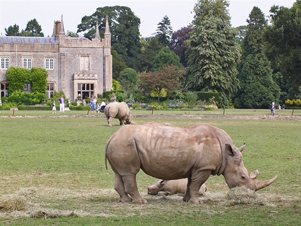 Rhinos at Cotswold Wildlife Park