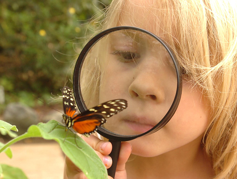 Wye Valley Butterfly Zoo