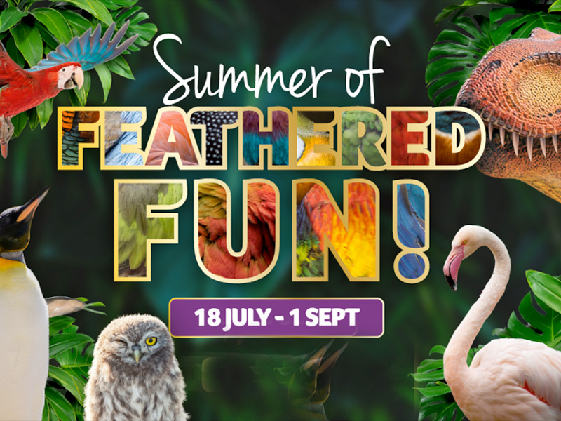 Summer of Feathered Fun at Birdland & Jurassic Journey