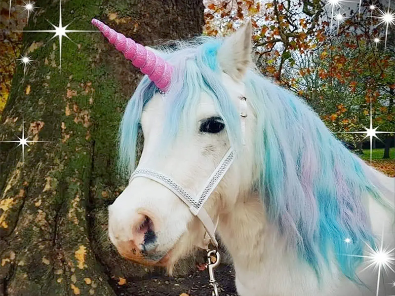 Unicorn Day at Over Countryside Adventure