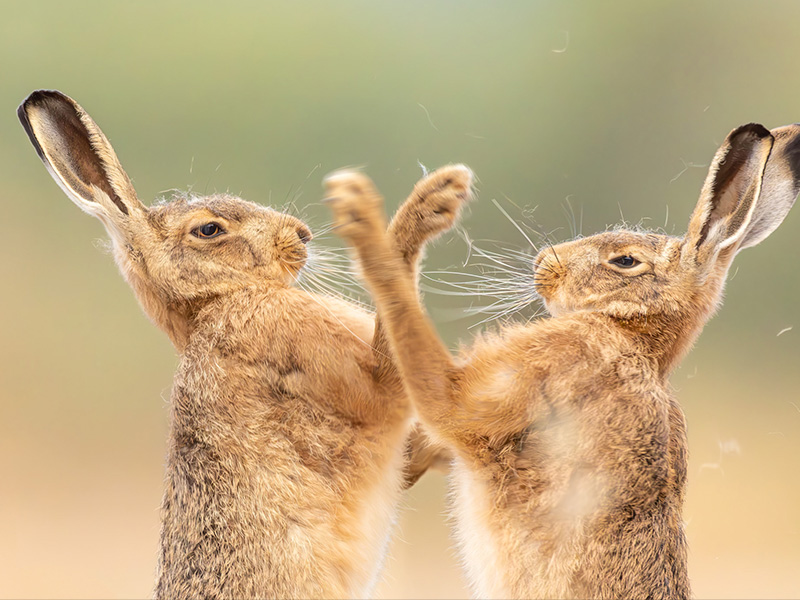 2026 British Wildlife Photography Awards at Nature in Art
