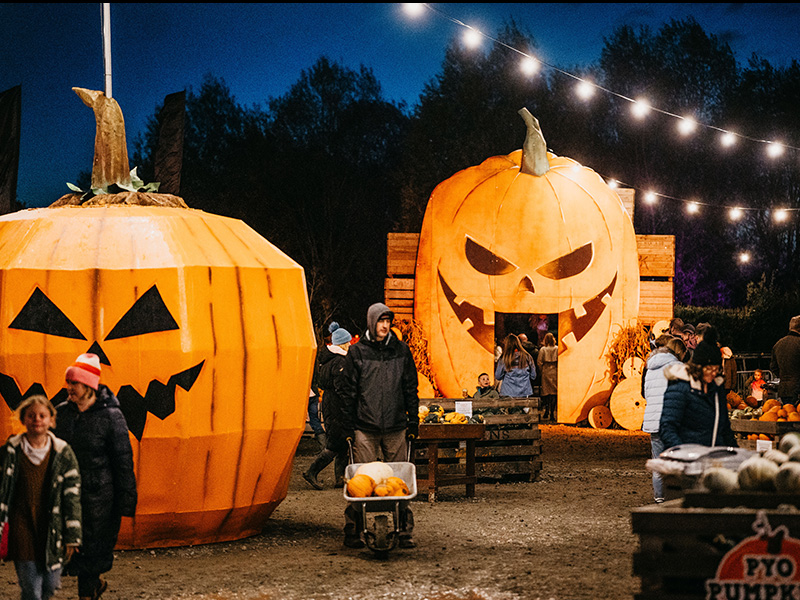 Pumpkins After Dark at Over Farm