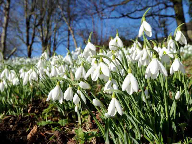 Snowdrops at Painswick Rococo Gardens