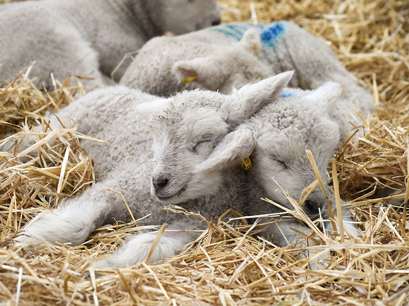 What's on Forest of Dean? Lambing at Adam Henson's Cotswold Farm Park