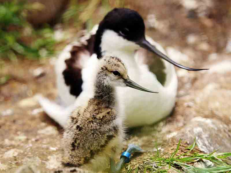 Mothers Day events in Gloucestershire