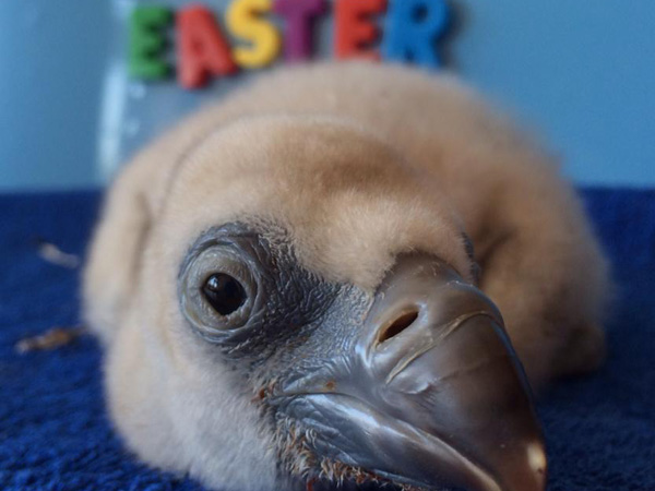 Easter at International Centre for Birds of Prey