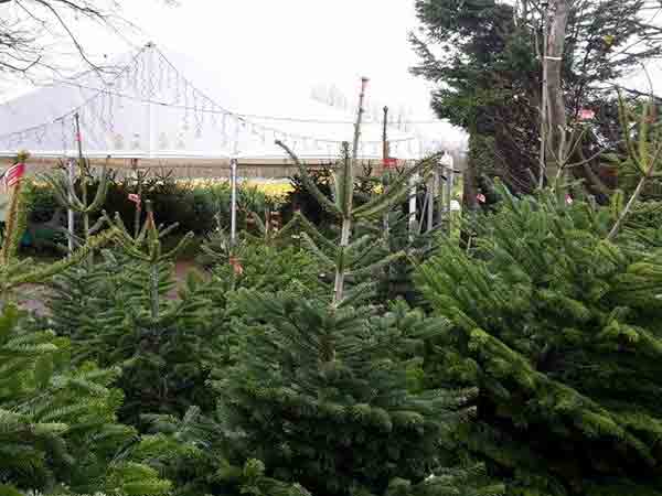Christmas Trees at Primrose Vale