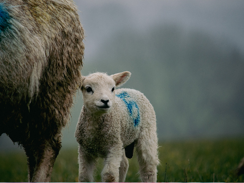 What's on at Adam Henson's Cotswold Farm Park