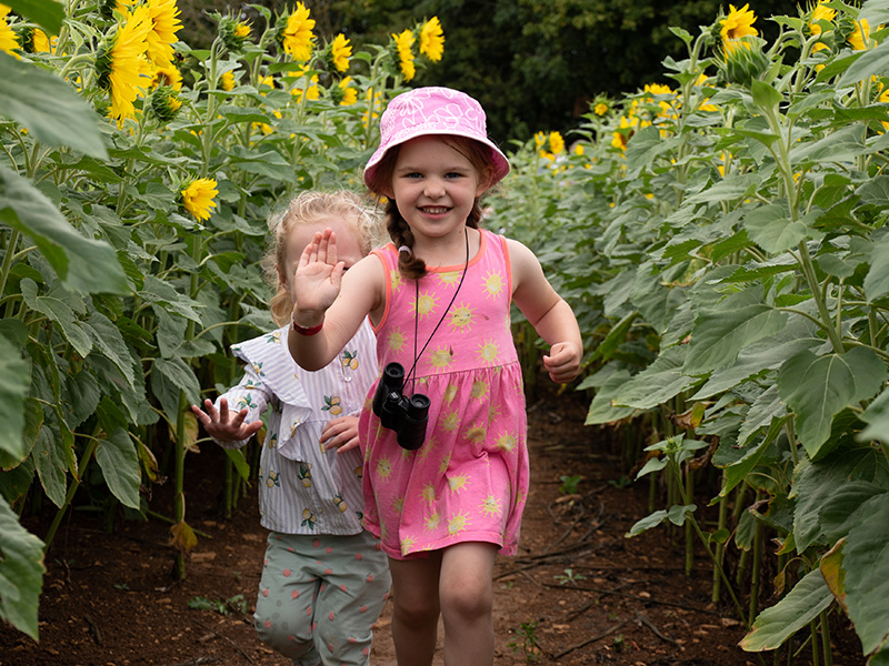 Sunflower Festival at Cotswold Farm Park