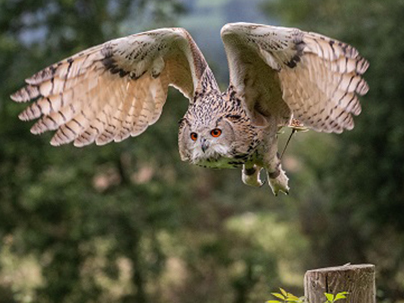 Owl Experiences at Cotswold Falconry Centre