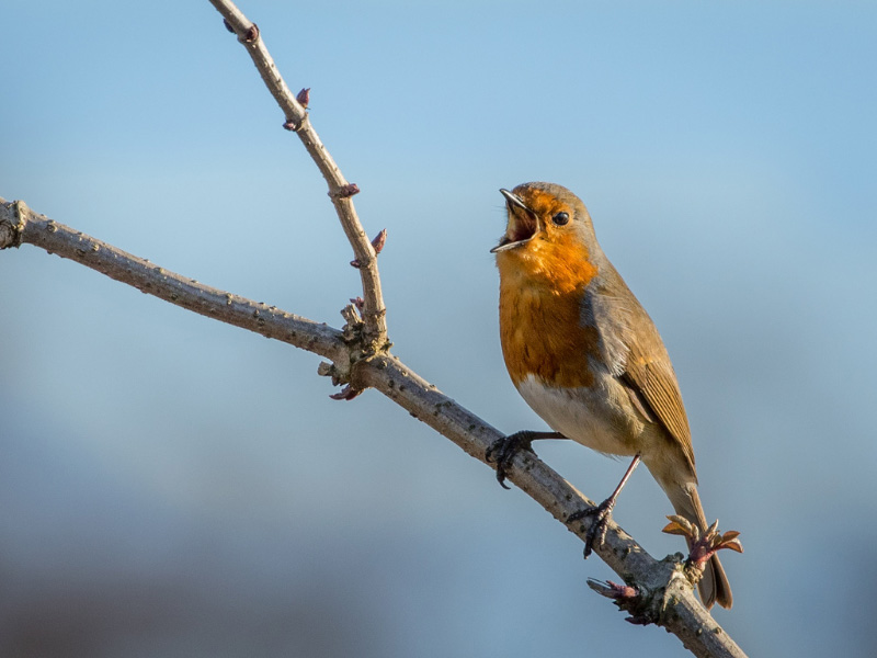 Dawn Chorus Walk at Batsford Arboretum