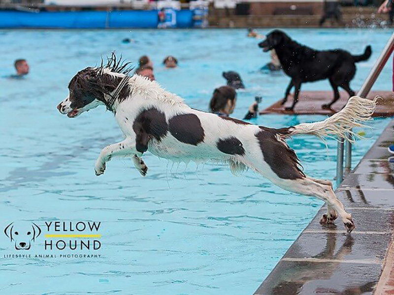 Dog Swim at Sandford Parks Lido