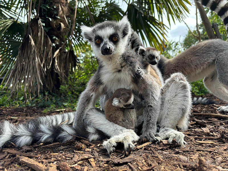 Lemur Week at Cotswold Wildlife Park