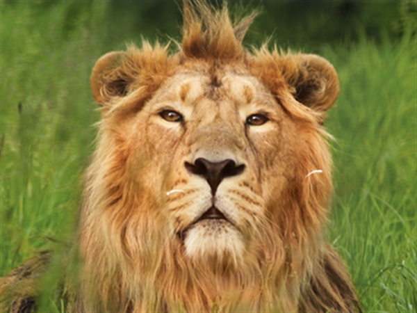 Rana the Asiatic Lion at Cotswold Wildlife Park